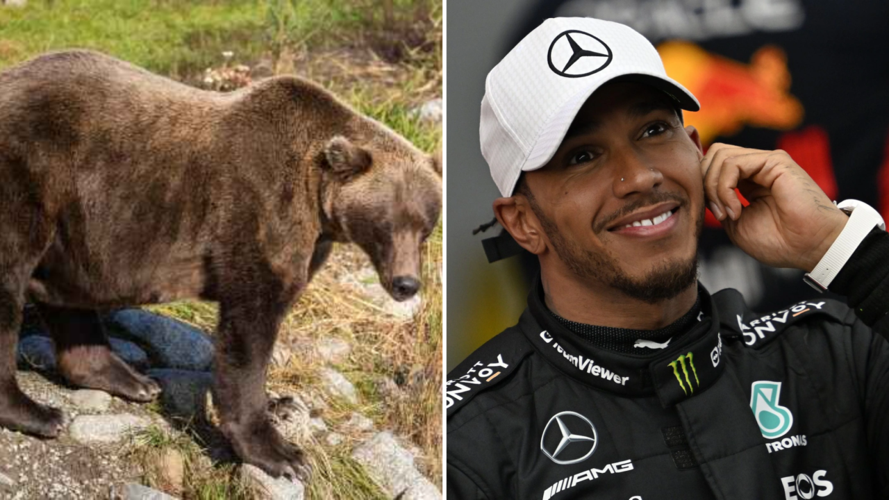 402 Fat Bear Week Lewis Hamilton