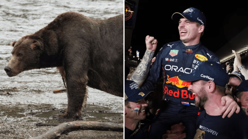 Colbert Fat Bear Week Max Verstappen