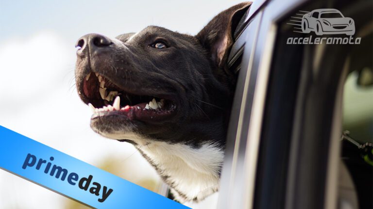 Dog sticking its cute little head out the car window