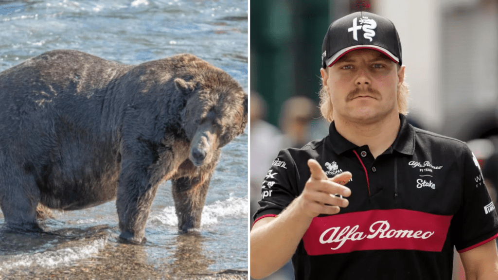 32 Chunk Fat Bear Week Valtteri Bottas